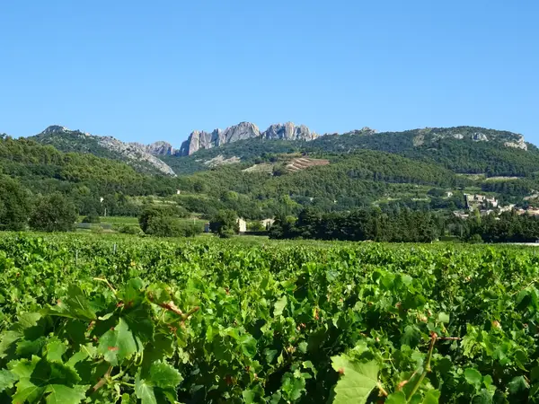 Les Dentelles de Montmirail au-dessus des vignes